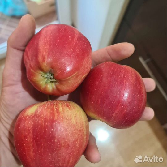 Яблоки в наличии опт