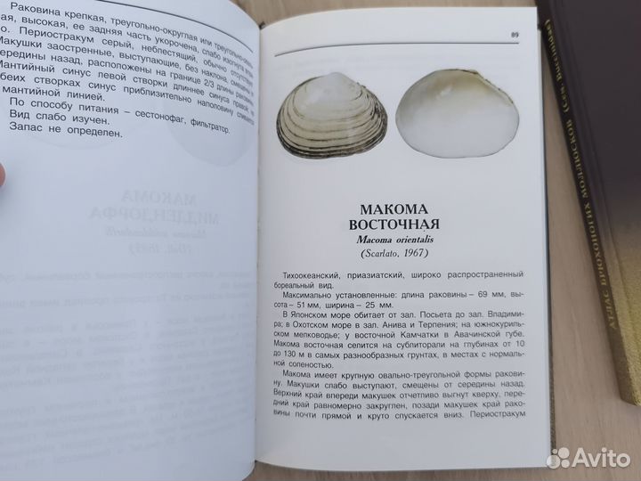 Атлас моллюски Дальневосточных морей