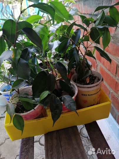 Бенджамина