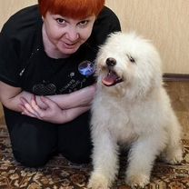 Пули, щенок