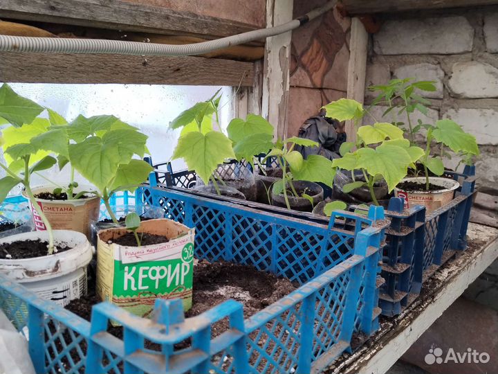 Рассада клубники,помидора,перца,огурцов