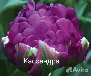 Пионовидные тюльпаны