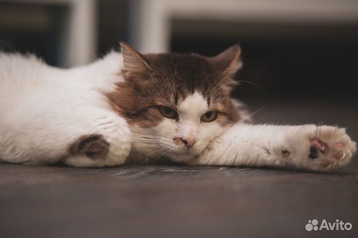 Котик Платоша в добрые руки