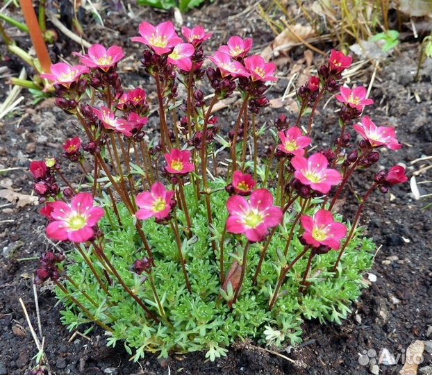 Камнеломка