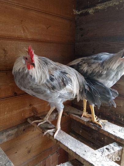Молодые петухи Леггорн Изабелла