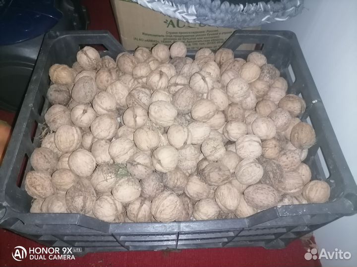 Орех грецкий