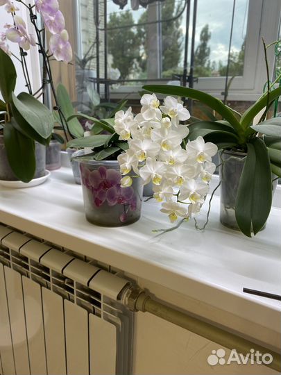Орхидея фаленопсис