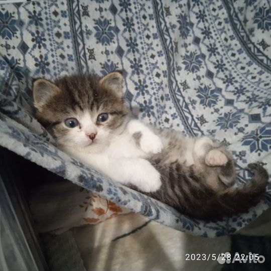 Дважды выжившие счастливчики