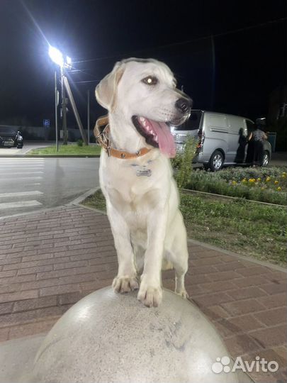 Лабрадор ретривер