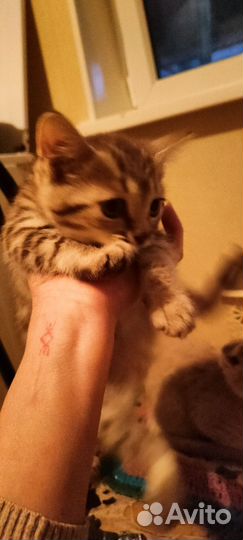 Вислоухие котята в дар