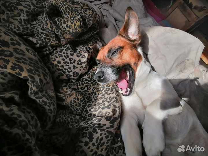 Вязка джек рассел терьера