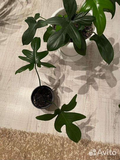 Филодендрон