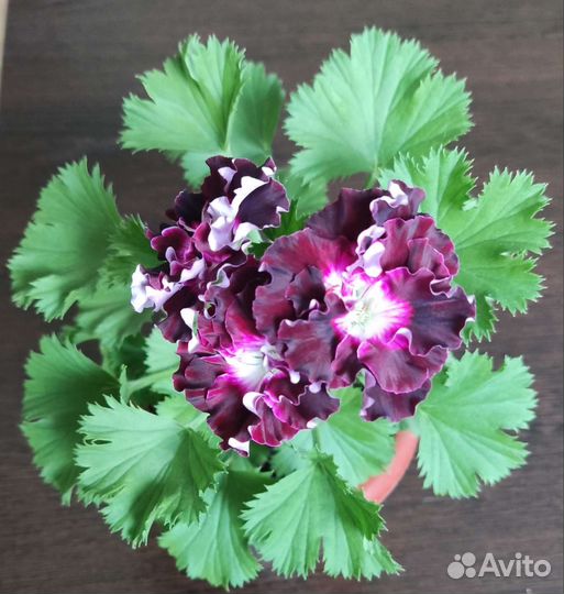 Королевская пеларгония