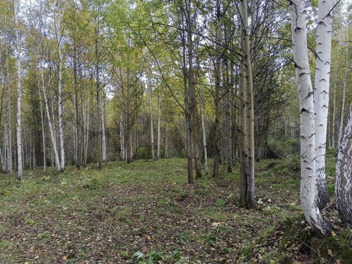 Участок 20 сот. (СНТ, ДНП)