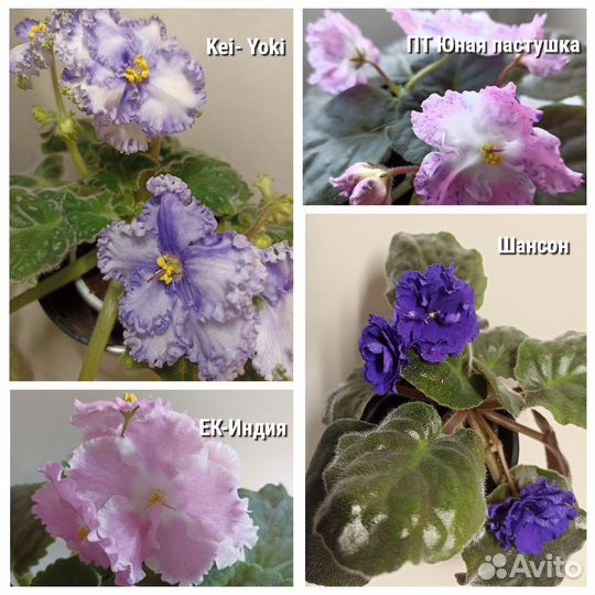 Фиалки детки, стартёры, укорененные листья