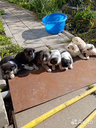 В добрые руки