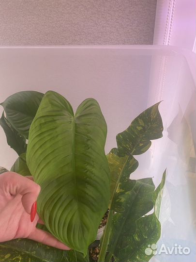 Филодендрон Тенуа редкие коллекционные ароидные