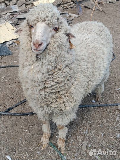 Баран меринос