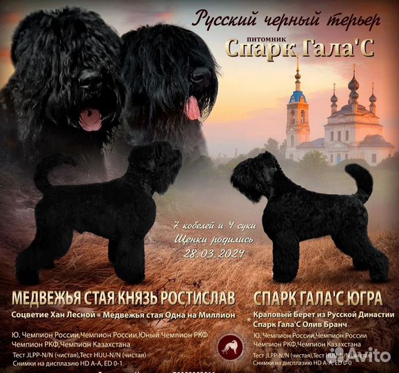 Русский черный терьер щенки
