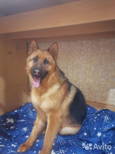 Немецкая овчарка вязка
