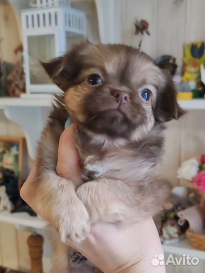 Малышка Карамелька