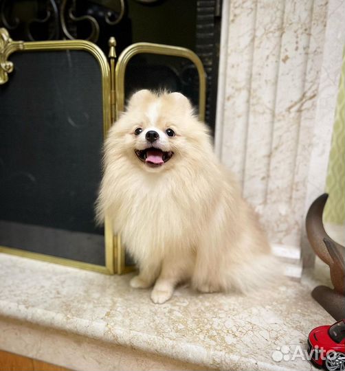 Шпиц мишка крем