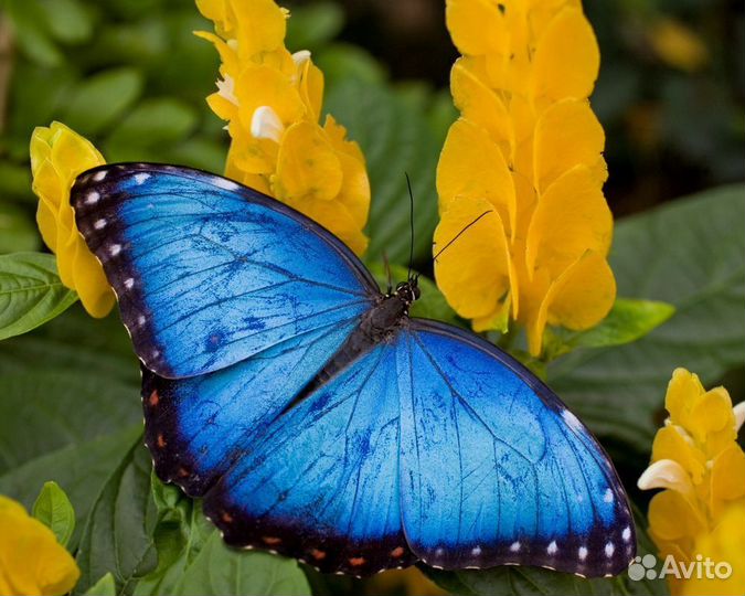 Детская Миниферма Тропических Бабочек ф/б-106