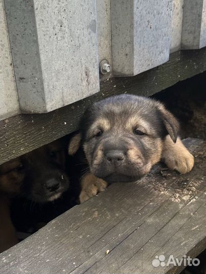 Щенки в добрые руки