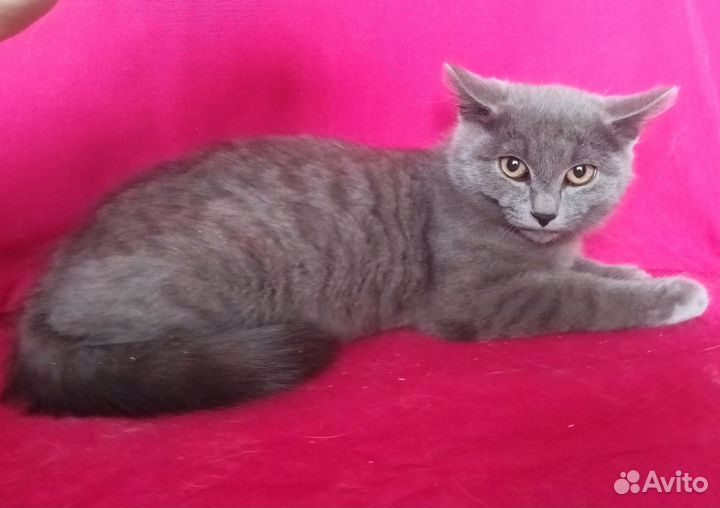 Котёнок 3 месяца