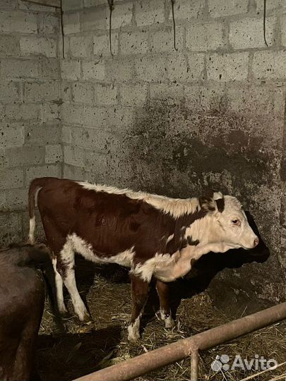 Абердин ангус бычки