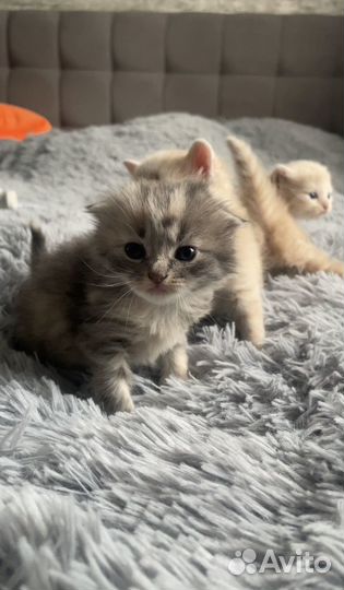 Британские котята