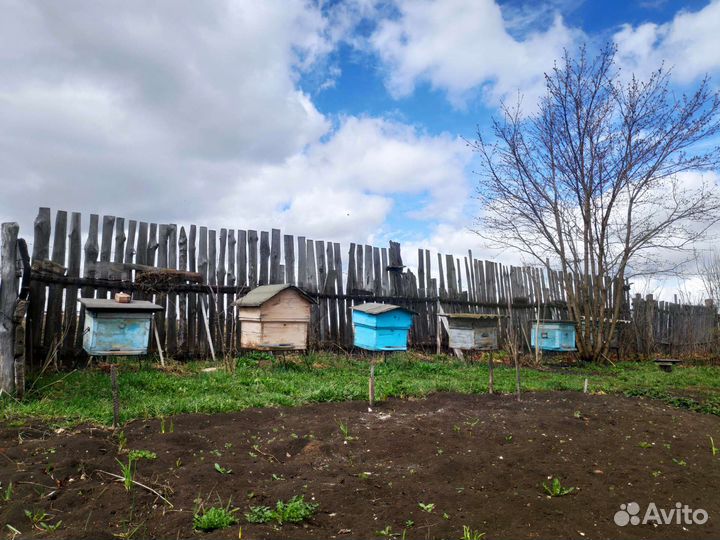 Пчелы с ульями