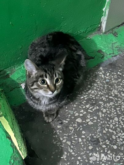 Котенок в добрые руки девочка