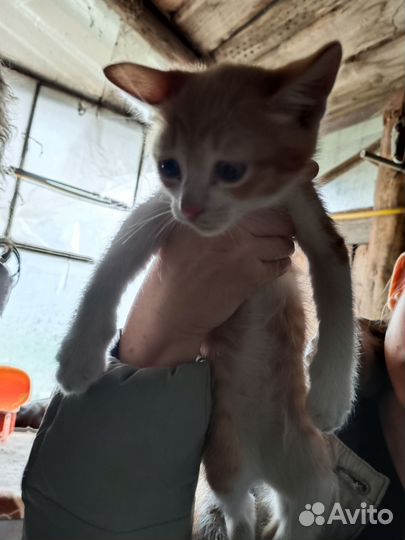 Котятки