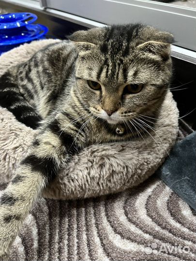 Шотландская кошка