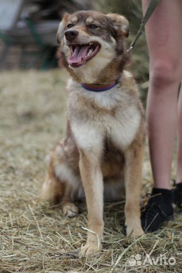 Декса в добрые руки