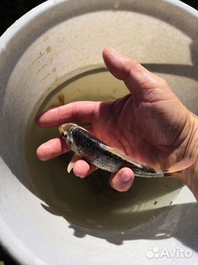 Живая рыба для пруда