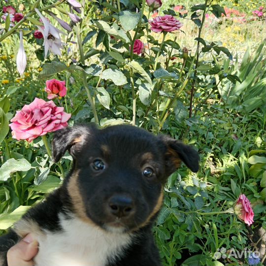 Собака в добрые руки щенок