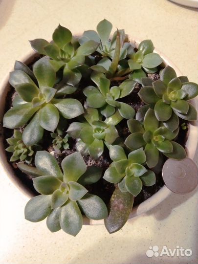 Суккуленты