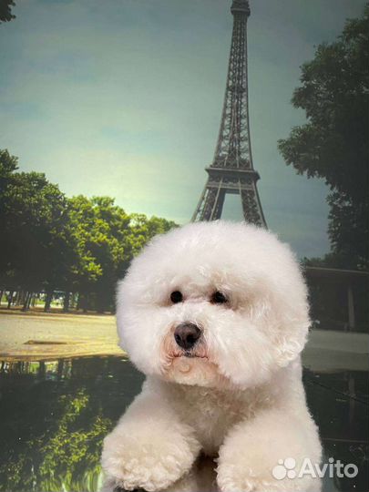 Фотосессии с собакой