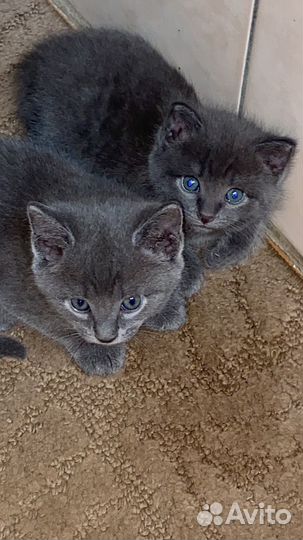 Котята