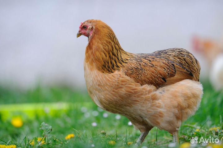 Инкубационное цветное яйцо и простое кур несушек