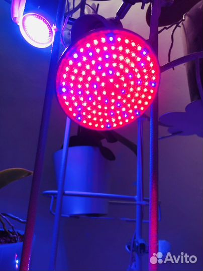 Светодиодная фитолампа CanLing, E14, свет