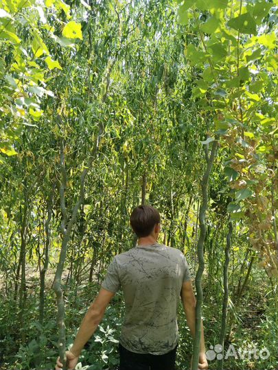 Ива плакучая