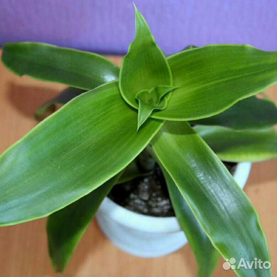 Растение золотой ус(15-25см) -Эльмаш