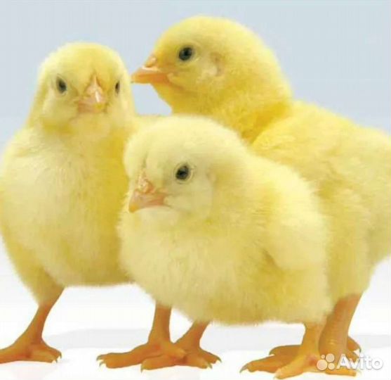 Цыплята бройлеры кобб 500