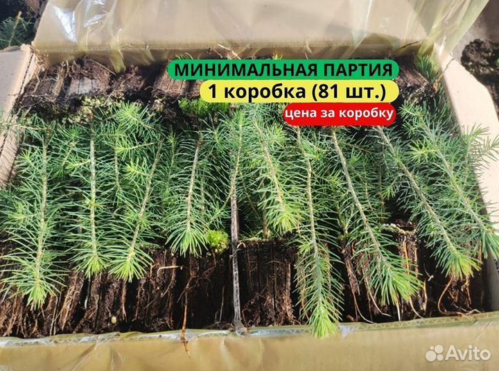 Сеянцы ели европейской зкс от производителя