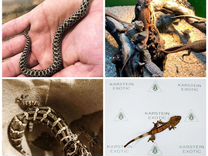 Рептилии змеи, агамы, бананоеды, хамелеоны и т.д