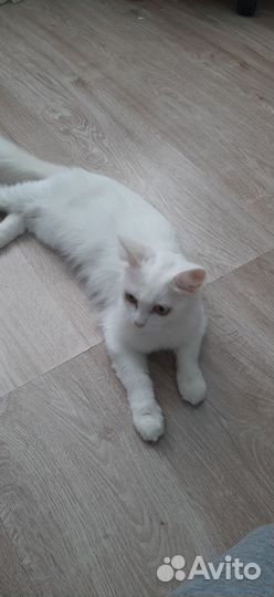 Найдена кошка