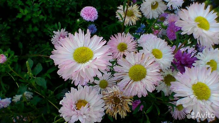 Цветы астра рассада